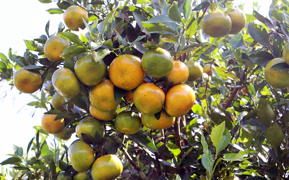 Jeruk Kintamani