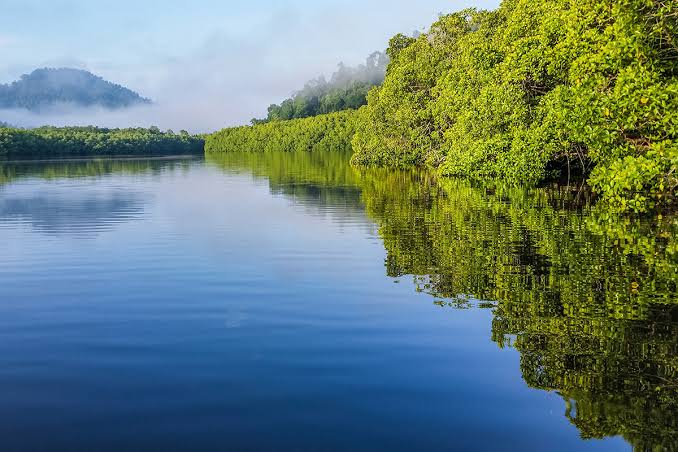 WhatsApp-Image-2026-09-29-at-12.48.41-1 Fungsi Ganda Hutan Mangrove di Raja Ampat, Selain Penahan Abrasi Juga Sumber Ketahanan Pangan