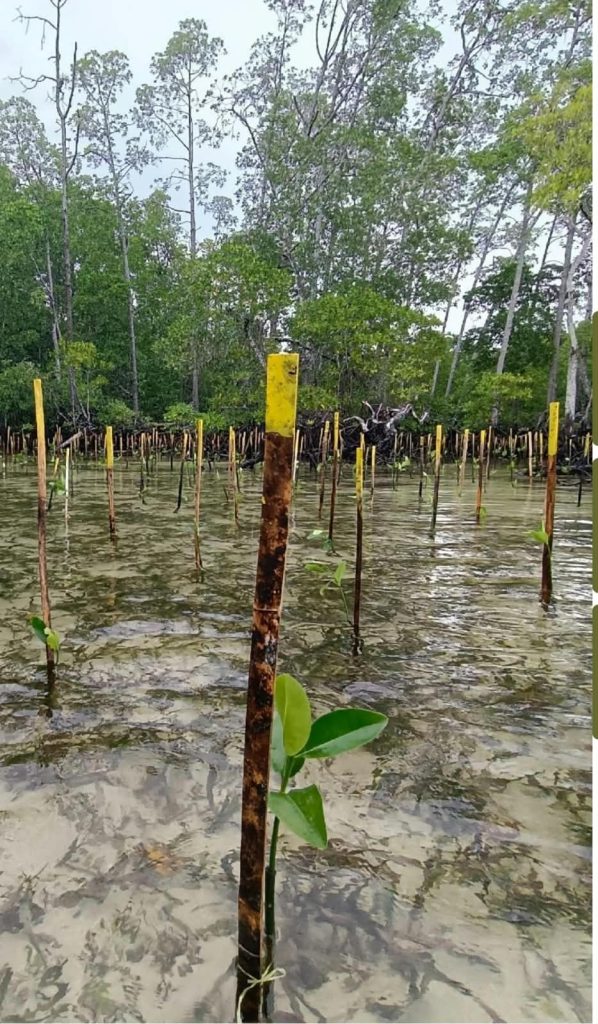 WhatsApp-Image-2026-09-29-at-12.48.42-598x1024 Fungsi Ganda Hutan Mangrove di Raja Ampat, Selain Penahan Abrasi Juga Sumber Ketahanan Pangan